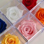 Buy Preserved Roses